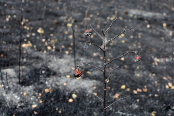 Background of a scorched earth after a fire