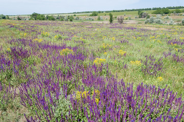 Fototapeta premium Flowering violet sage in a meadow in summer.
