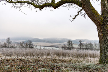meadow in winter during foggy weather framed by a tree