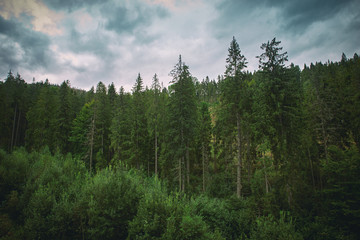 deep pine forest in fog and cloudy sky