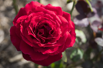 Wunderschöne rote Rose von oben