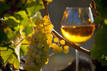 Verre de vin blanc dans les vignes au soleil