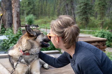 Adult female woman pets an Alaskan husky sled dog while the canine sits on his kennel in Denali National Park in Alaska