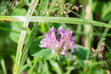 Ślimak w koniczynie © Kasia R.