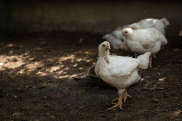 White chicken on a farm close-up. Photographed in daylight.