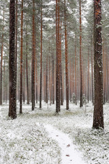 Forest path winding its way through a winter woods. Fresh snow covering landscape.