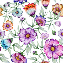 Beautiful colorful cosmos flowers with leaves on white background. Seamless floral pattern.  Watercolor painting. Hand painted botanical illustration.