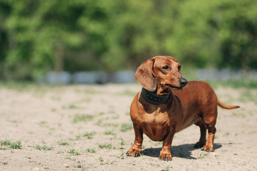 Curious red-haired dachshund dog in the park on a sunny day.