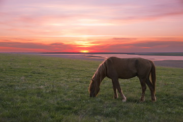 A horse is grazing in a meadow against a sunset background