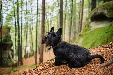 Portrait of a black scottish rerrier in a forest. Dog-walking outdoors.