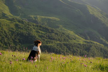 Dog sitting in a grass on a mountain hill looking into the distance at sunset in summer.