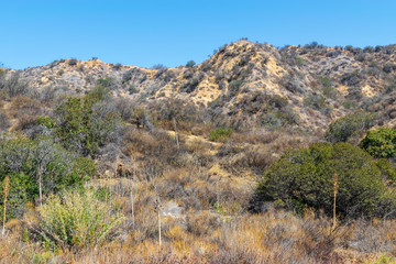 Yucca flower plant stems on Southern California hillsides in early autumn sun