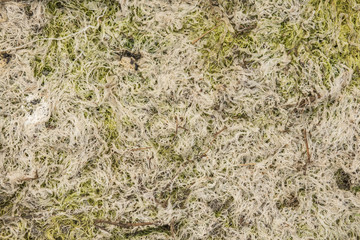 A lifeless land, craquelure