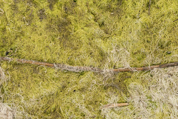 A lifeless land, craquelure