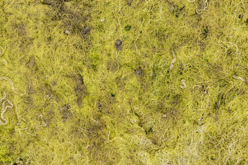 A lifeless land, craquelure