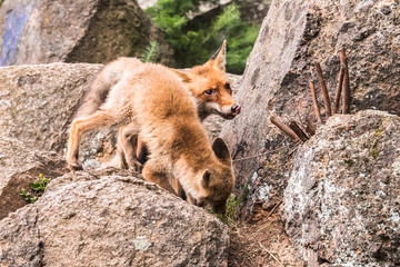 Red Fox jumping , Vulpes vulpes, wildlife scene from Europe. Orange fur coat animal in the nature habitat. Fox on the green forest meadow. Animal with long orange tail