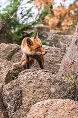 Red Fox jumping , Vulpes vulpes, wildlife scene from Europe. Orange fur coat animal in the nature habitat. Fox on the green forest meadow. Animal with long orange tail