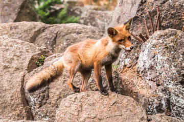 Red Fox jumping , Vulpes vulpes, wildlife scene from Europe. Orange fur coat animal in the nature habitat. Fox on the green forest meadow. Animal with long orange tail