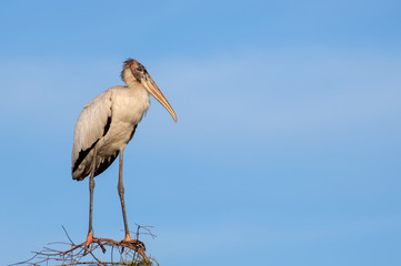 A threatened North American wood stork (mycteria americana), the only stork native to North America, perched on dry branches in Big Cypress swamp, Florida.