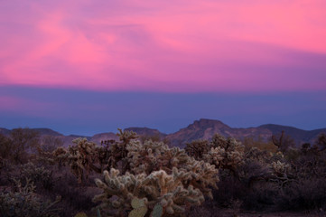 Fototapeta na wymiar Teddy bear chola cacti glow in the twilight of sunset in the Arizona desert.