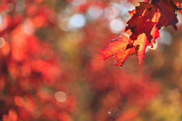 Fototapeta premium Maple leaves in autumn multi colors.