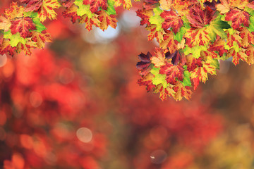Maple leaves in autumn colors.