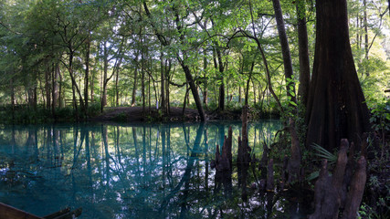 Reflection of the cypress forest in turquoise crystal clear waters of the lagoon of Ginnie Springs,...