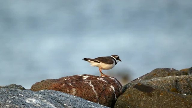 Sandregenpfeifer ruft und fliegt weg