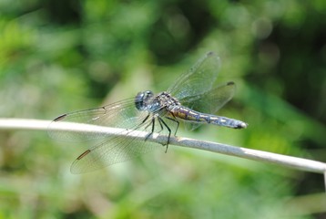 Dragonfly