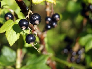 Black currant