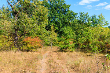 Rural dirt road through a green forest at summer