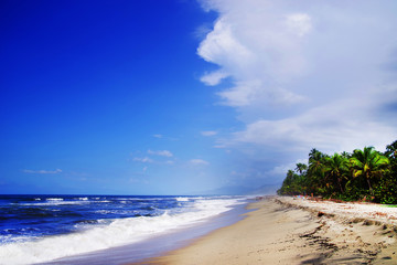 Wild caribbean beach landscape
