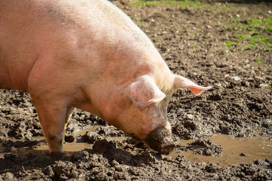 Schweinezucht - Glückliches Bio-Schwein auf dem Biohof