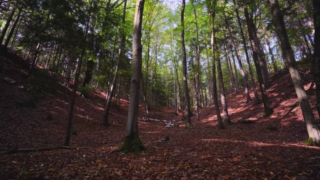 Relax video from forest