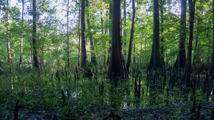 Reflection of the cypress forest in turquoise crystal clear waters of the lagoon of Ginnie Springs, Florida. USA