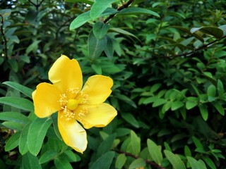 Blooming yellow flower on a green background of leaves