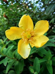 Fototapeta premium Blooming yellow flower on a green background of leaves