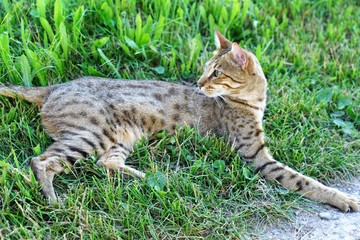 savana tiger katze in der schweiz im sommer dorf 
