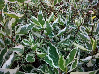 Group of green and yellow leaves
