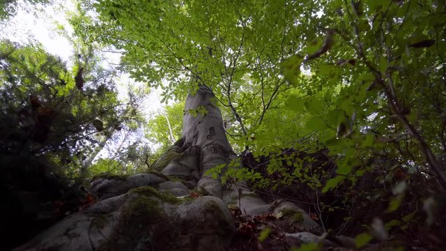 Relax video from forest