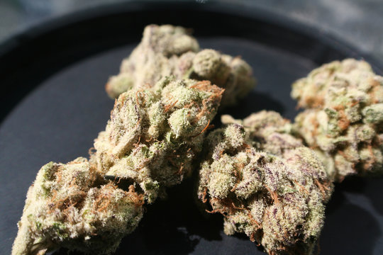Marijuana Bud Macro Close Up
