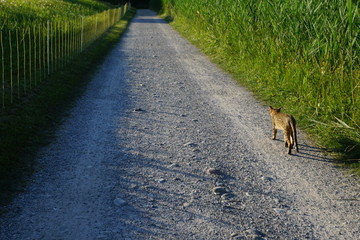 savana tiger katze in der schweiz im sommer dorf 