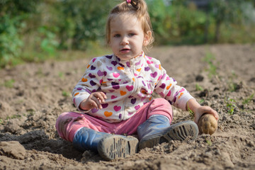 Naklejka na ściany i meble Happy child (girl) helps parents take the crop of potato on a sunny autumn day in a garden. Kid sitting on a big heap of potatoes and folds vegetables to basket.