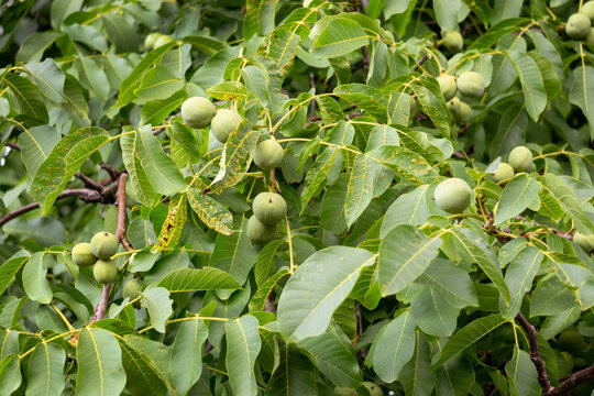 green walnuts growing on a tree, young walnut