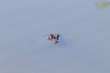 Caiman floating on Pantanal, Brazil