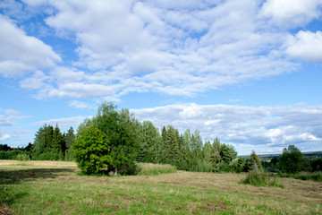 landscape with tree and blue sky