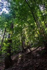 Fototapeta premium HIKING @ OLYMPUS MOUNTAIN