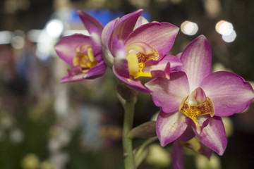 Naklejka na ściany i meble Pink orchid flowers on the background blurred.
