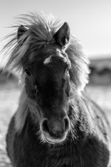 Islandic Horse