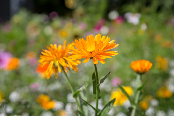 Orange Pot Marigold Flower
